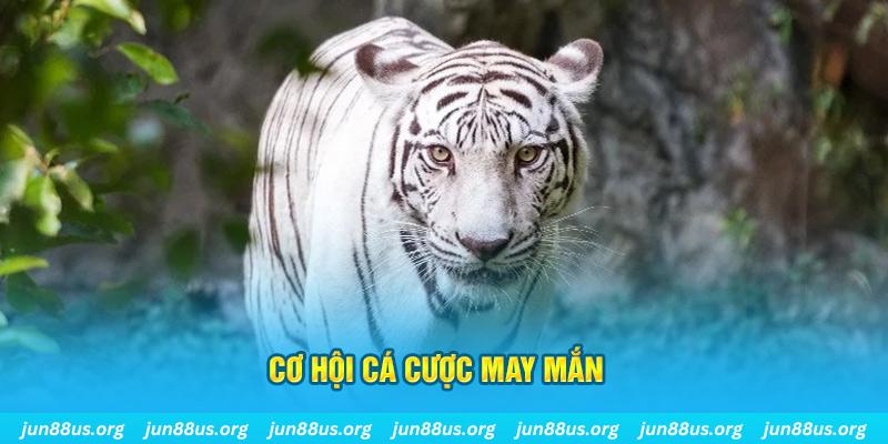 k8cc baccarat online bịp như thế nào